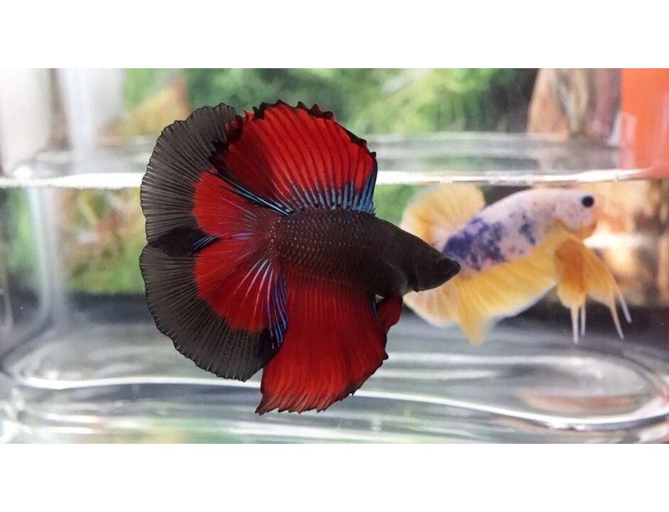 Betta splendens Double Tail XL samec 5 cm